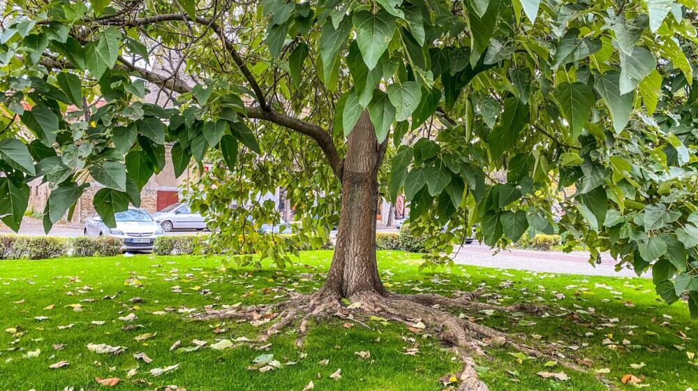 Benefit svirka za kupovinu sadnica u Subotici: Nastupaju novosadski bendovi De Limanos i Shoplifters 1