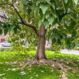 Benefit svirka za kupovinu sadnica u Subotici: Nastupaju novosadski bendovi De Limanos i Shoplifters 1