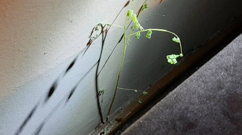 “Bagrem volim, ali ne kad mi nikne u dnevnoj sobi”: Muke Zaječarke kojoj drvo raste u kući 1