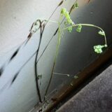 “Bagrem volim, ali ne kad mi nikne u dnevnoj sobi”: Muke Zaječarke kojoj drvo raste u kući 3