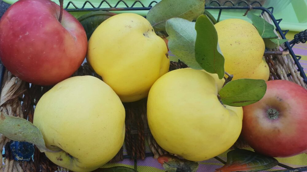 Dunja, nepravedno zapostavljena kraljica jeseni: Kako se pravi čuveni kompot (RECEPT) 1