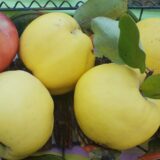 Dunja, nepravedno zapostavljena kraljica jeseni: Kako se pravi čuveni kompot (RECEPT) 4