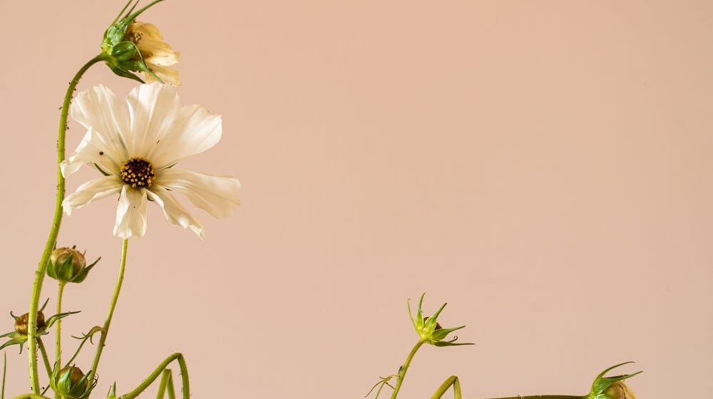 Zbunjenost i uranjanje u nesvest: Doktorka objašnjava kako izgledaju poslednji minuti života 1