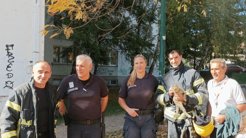 Ko je na najlepši način ujedinio građane i institucije u Nišu: Jedno ulično mače spasavali vatrogasci, komunalna milicija i stanari 1