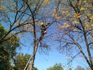 Ko je na najlepši način ujedinio građane i institucije u Nišu: Jedno ulično mače spasavali vatrogasci, komunalna milicija i stanari 2