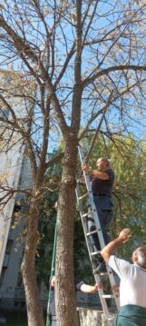 Ko je na najlepši način ujedinio građane i institucije u Nišu: Jedno ulično mače spasavali vatrogasci, komunalna milicija i stanari 4