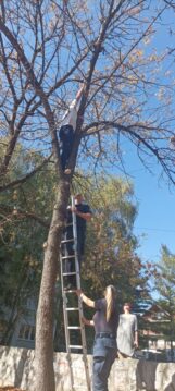 Ko je na najlepši način ujedinio građane i institucije u Nišu: Jedno ulično mače spasavali vatrogasci, komunalna milicija i stanari 5