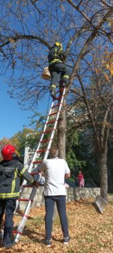 Ko je na najlepši način ujedinio građane i institucije u Nišu: Jedno ulično mače spasavali vatrogasci, komunalna milicija i stanari 6