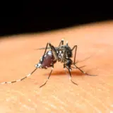 Broj zaraženih denga groznicom uvećan deset puta: Kako izgledaju simptomi? 5