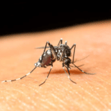 Nov pristup u zaustavljanju malarije – izlečiti komarce 9