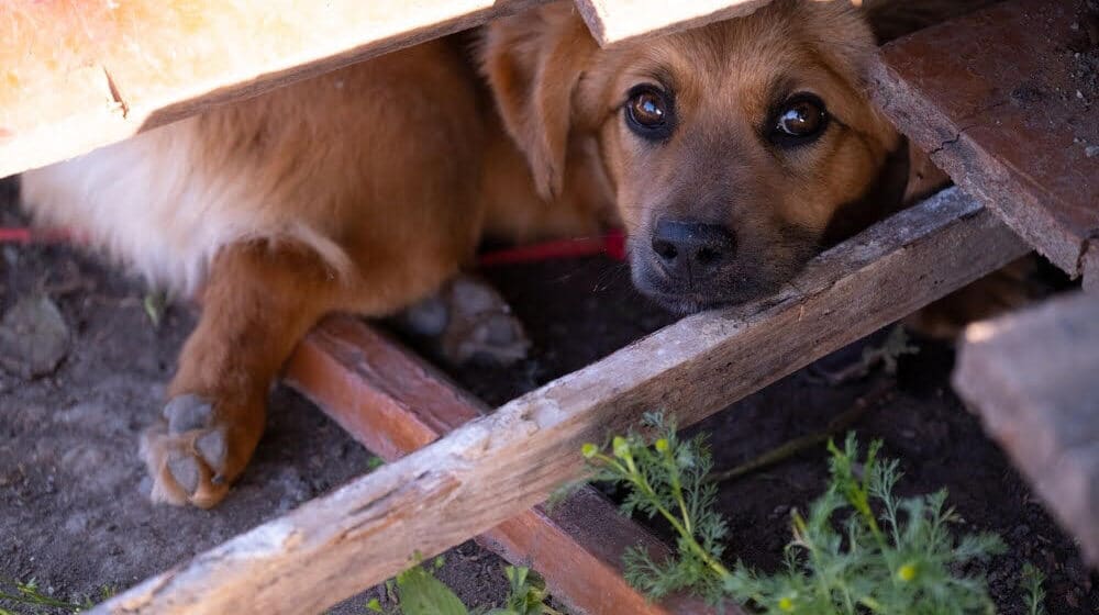 Nasilje se u našem društvu toleriše, pa čak i podstiče: Psiholog objašnjava zašto đaci koji su zlostavljali životinje nemaju empatiju 1