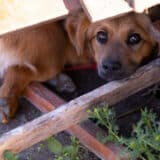 Nasilje se u našem društvu toleriše, pa čak i podstiče: Psiholog objašnjava zašto đaci koji su zlostavljali životinje nemaju empatiju 6