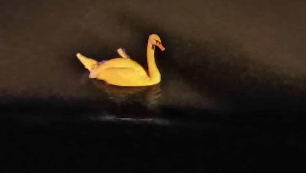 Novinarka Danasa na noćnom pecanju u Donjem Milanovcu: Miloš, Toške, Steva i Dodić otkrivaju sve čari čekanja da riba zagrize 8