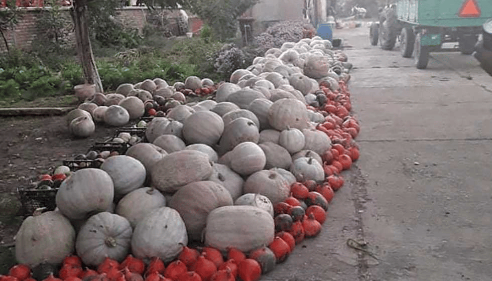 U Zrenjaninu ludaje rodile odlično: Kakve veze vremenske prilike imaju sa njihovom prodajom 1