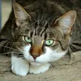 Neobična presuda u Francuskoj: Vlasnica mačka kažnjena jer joj se ljubimac šetao po komšiluku 1