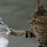 "Zvala se Dobrila, volela je učenike, a učenici su joj došli glave": Potresna priča iz jedne srednje škole u Srbiji 6