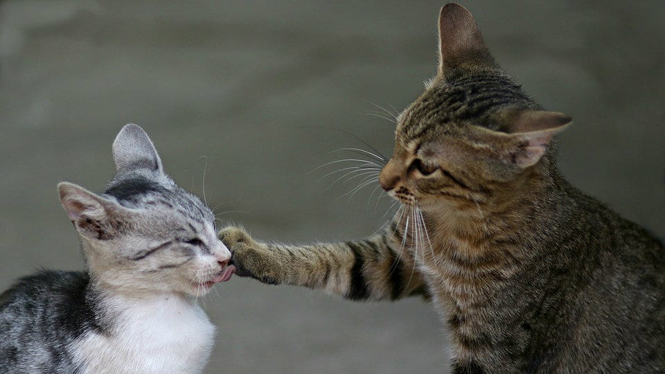 "Zvala se Dobrila, volela je učenike, a učenici su joj došli glave": Potresna priča iz jedne srednje škole u Srbiji 1