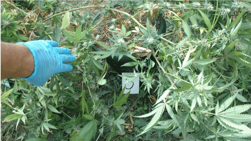 MUP: U Španiji i Srbiji uhapšeno 17 osumnjičenih za prodaju marihuane 1