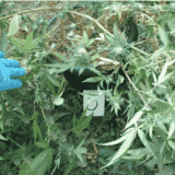 MUP: U Španiji i Srbiji uhapšeno 17 osumnjičenih za prodaju marihuane 5