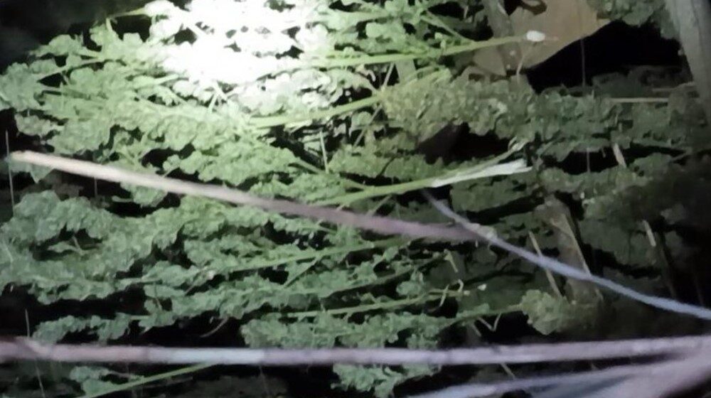 Hapšenje u Sokobanji: Policija u kolibi pronašla stabljike indijske konoplje i devet džakova sa marihuanom 1