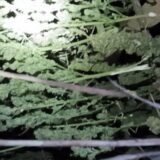 Hapšenje u Sokobanji: Policija u kolibi pronašla stabljike indijske konoplje i devet džakova sa marihuanom 14
