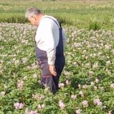 Kakav je taraški krompir koji je proslavio selo pored Zrenjanina i zbog čega nestaje 8