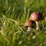 Slučaj trovanja u Šapcu pokazao zašto nikako ne bi trebalo brati gljive na svoju ruku: Svaka jestiva, ima svoju otrovnu dvojnicu 11