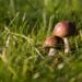 Slučaj trovanja u Šapcu pokazao zašto nikako ne bi trebalo brati gljive na svoju ruku: Svaka jestiva, ima svoju otrovnu dvojnicu 19