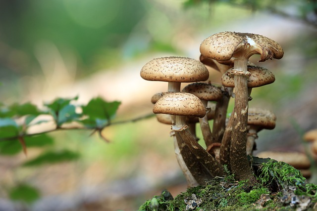 Slučaj trovanja u Šapcu pokazao zašto nikako ne bi trebalo brati gljive na svoju ruku: Svaka jestiva, ima svoju otrovnu dvojnicu 3