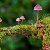 Zbog trovanja ljudi gljivama Novosađanima organizovana radionica 5