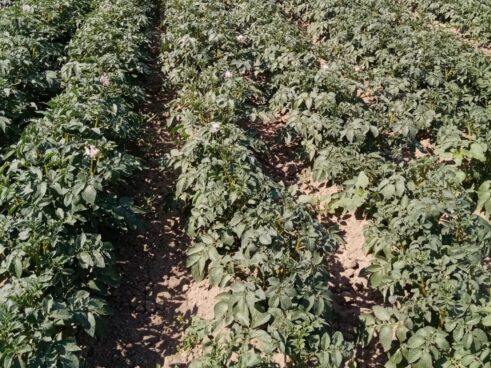 Kakav je taraški krompir koji je proslavio selo pored Zrenjanina i zbog čega nestaje 2