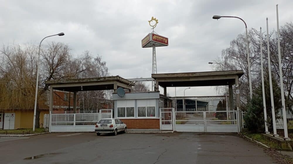 Zrenjanin: Sedmi pokušaj prodaje čuvenog "žitištanskog petla" 1