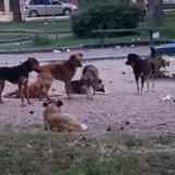 Stariji muškarac preminuo od posledica napada pasa lutalica 14