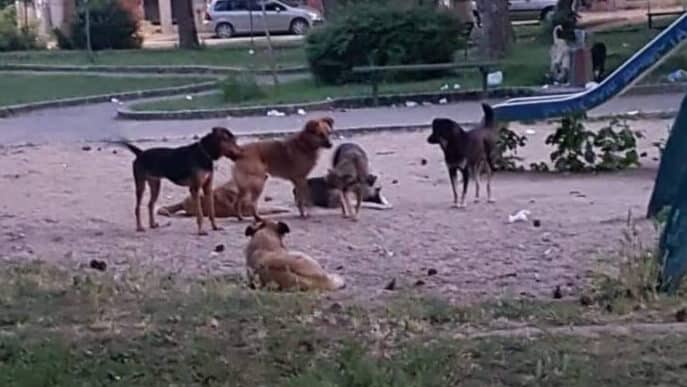 Psi lutalice napali desetogodišnjeg dečaka u Bujanovcu 1