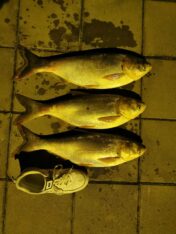 Novinarka Danasa na noćnom pecanju u Donjem Milanovcu: Miloš, Toške, Steva i Dodić otkrivaju sve čari čekanja da riba zagrize 3