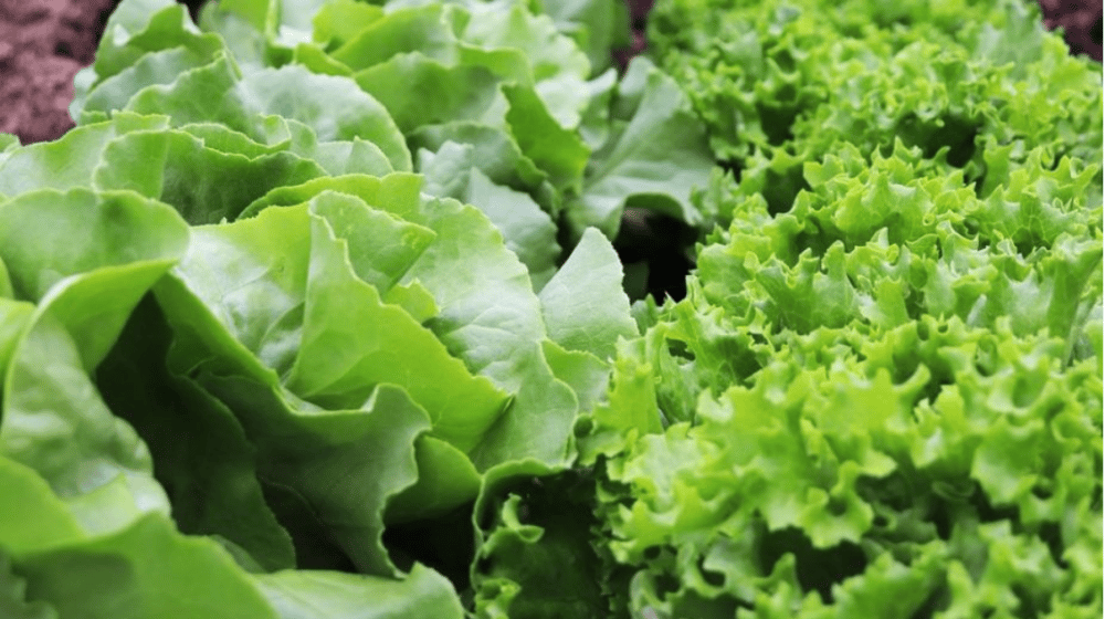 Kako da vratite u život uvelu zelenu salatu? 1