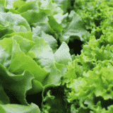 Kako da vratite u život uvelu zelenu salatu? 12