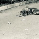 Jagodina: Muškarac osumnjičen da je komšiji otrovao pse 11