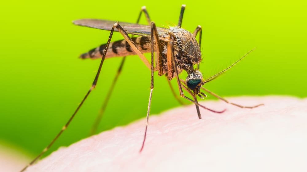 Zašto su neki ljudi "magnet" za komarce? 1
