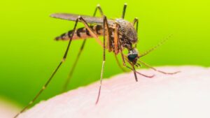 Korona još nije odjavljena, a nova epidemija u najavi: Čak 27 virusa prete, među njima zika i denga 5