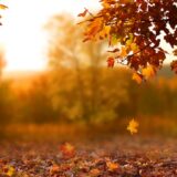 Kako suvo lišće može da pomogne životnoj sredini? 6