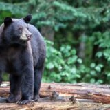 Da li proizvodnja medveđe žuči treba da zabrine Srbiju? 4