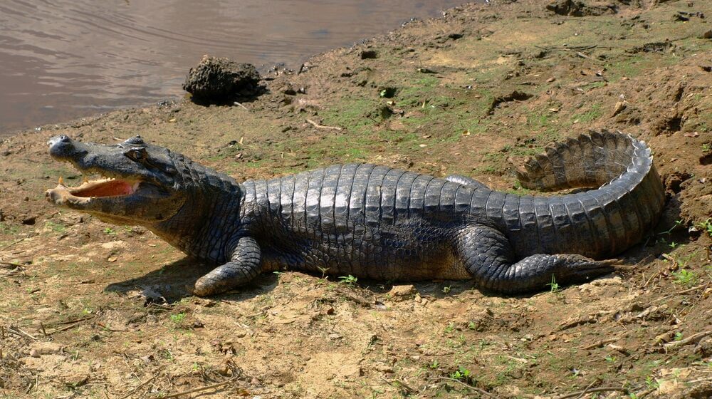 U Smederevu u privatnom vlasništvu pronađeni aligator i majmun, nekoliko pitona, boa i varana 1