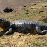 U Smederevu u privatnom vlasništvu pronađeni aligator i majmun, nekoliko pitona, boa i varana 6