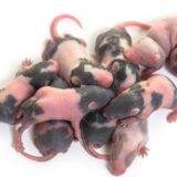 Jedan od najstrašnijih u istoriji nauke: Kako je izgledao eksperiment “Svemir 25”? 8