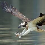 Nacionalni park Fruška gora sprovodi monitoring ptica grabljivica 2