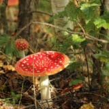 "Postoje pečurke kod kojih je dovoljno pojesti samo jedan 'šešir' i ishod može biti smrtonosan": Stručnjaci povodom trovanja građana u Šapcu 8