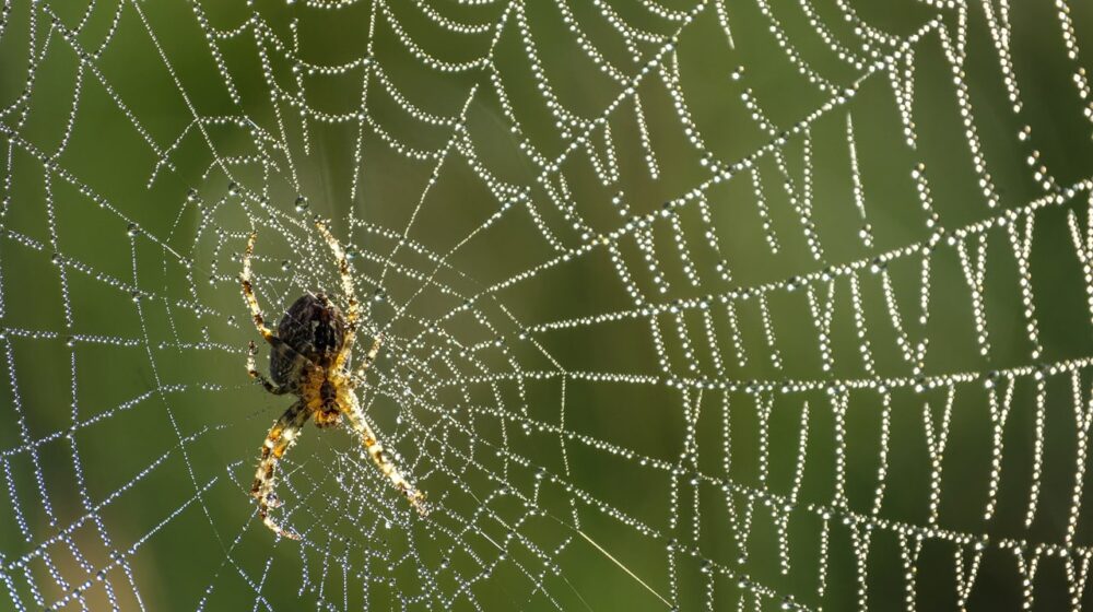 Zastrašujuća vrsta velikog pauka vrtoglavom brzinom se širi u Nemačkoj 18
