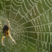 Zastrašujuća vrsta velikog pauka vrtoglavom brzinom se širi u Nemačkoj 13