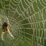 Zastrašujuća vrsta velikog pauka vrtoglavom brzinom se širi u Nemačkoj 4
